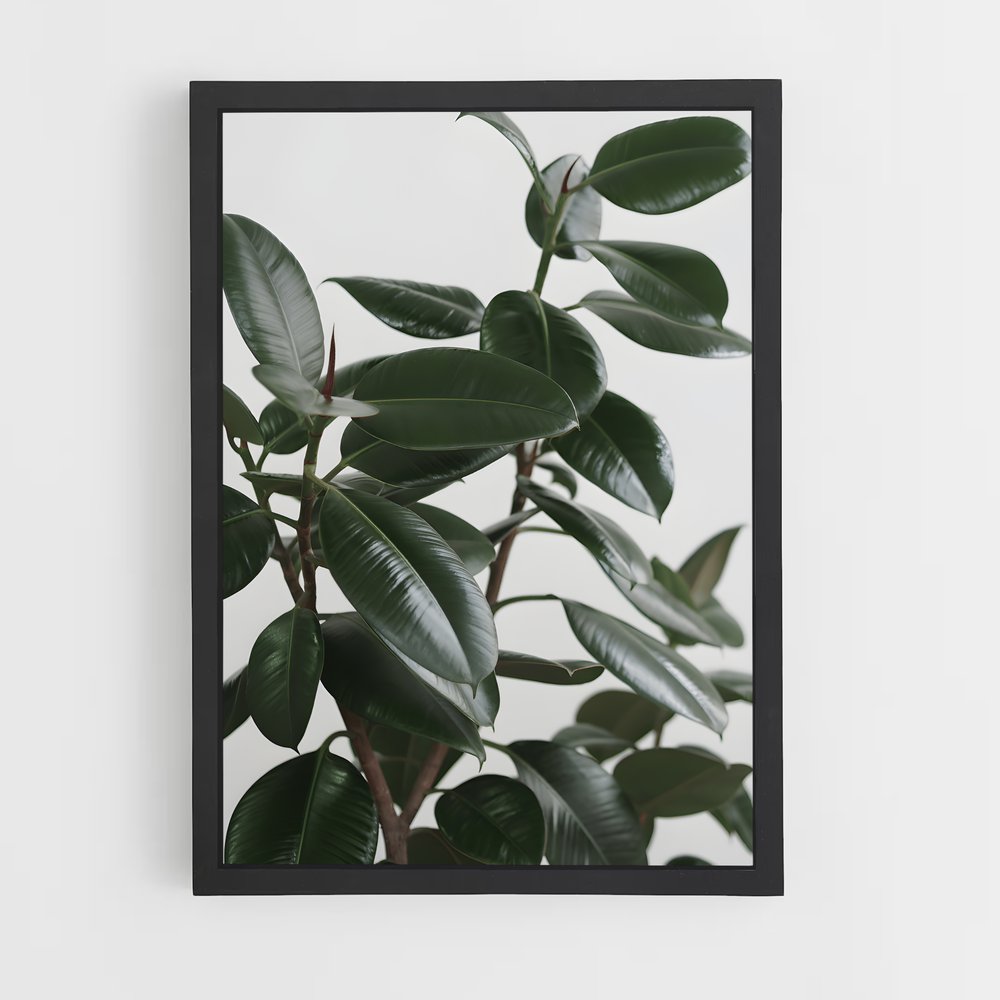ap-rubber plant-2 cadre Noir