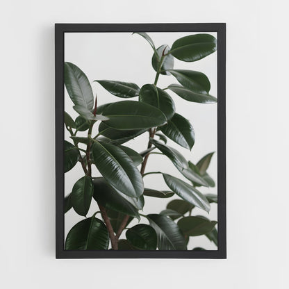 ap-rubber plant-2 cadre Noir