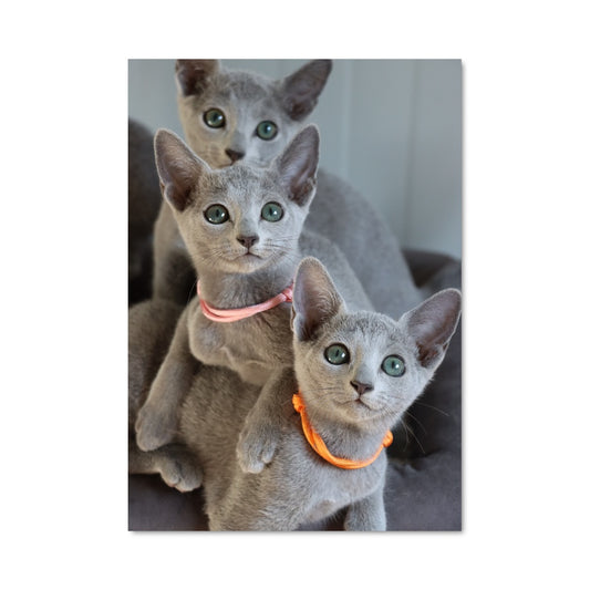 Poster Duo de Chats