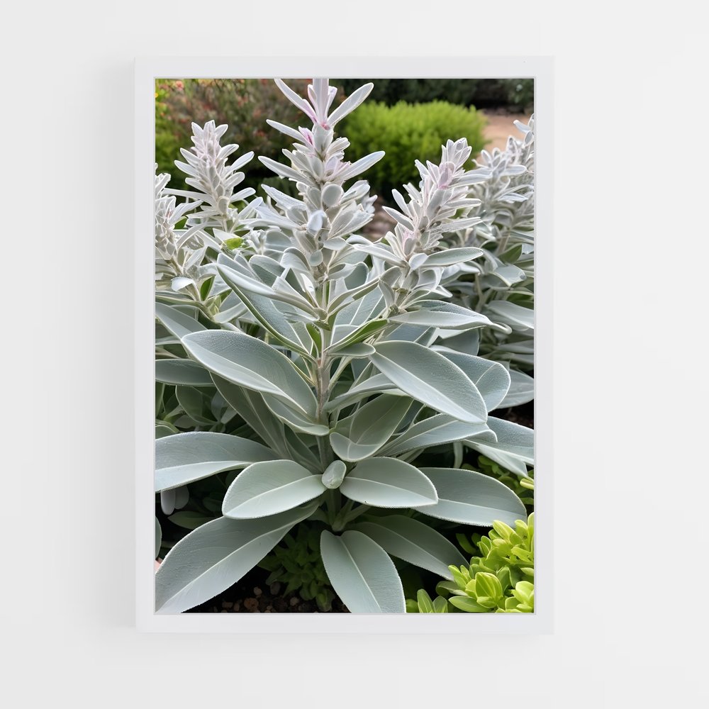 ap-sage-11 cadre Blanc