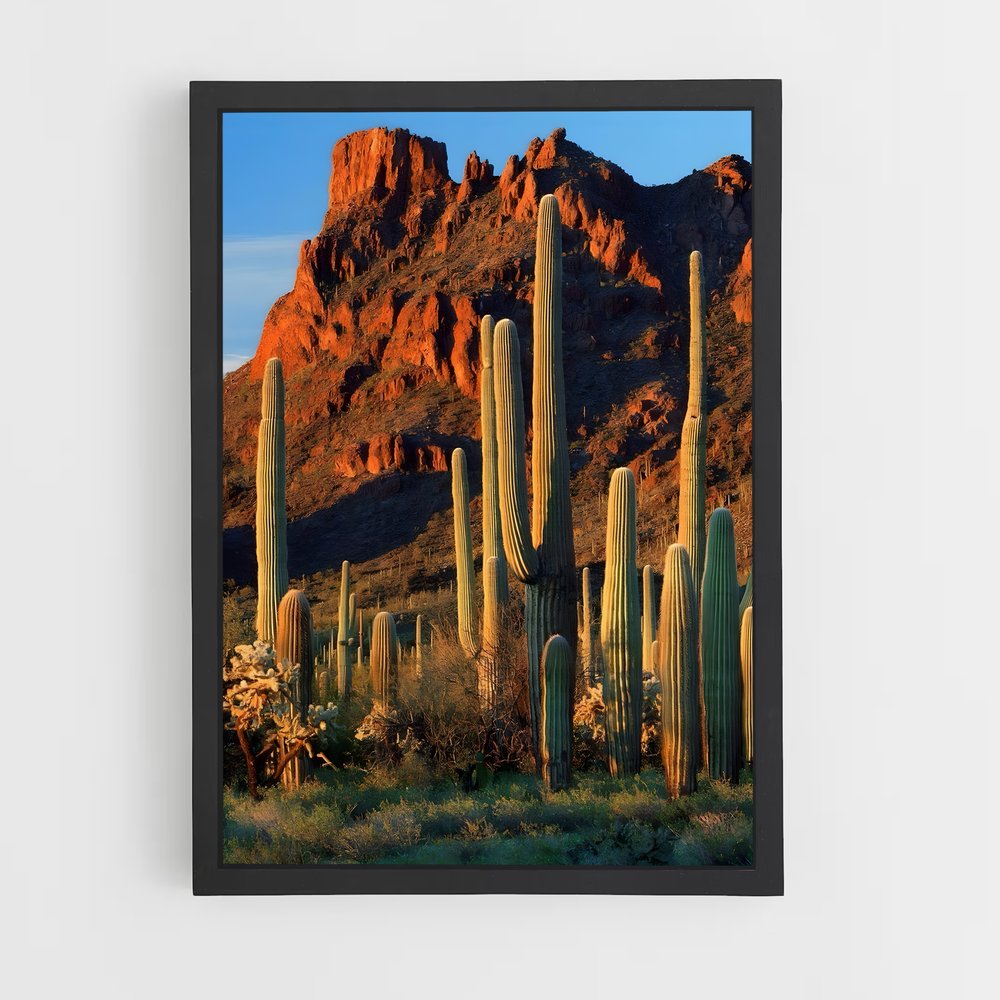 ap-saguaro-1 cadre Noir