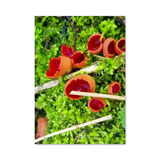 Poster Baies Écarlates