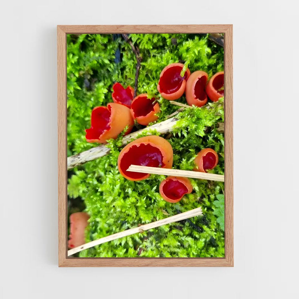 ap-scarlet elf cup-1 cadre Bois clair