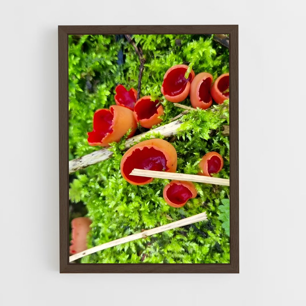 ap-scarlet elf cup-1 cadre Bois foncé