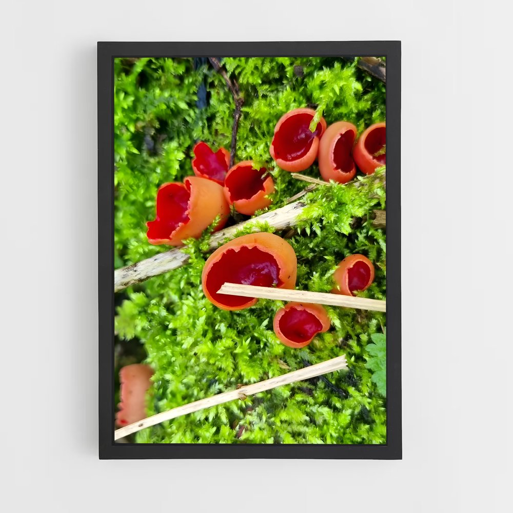 ap-scarlet elf cup-1 cadre Noir