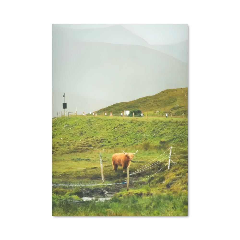 Poster Vache Écossaise