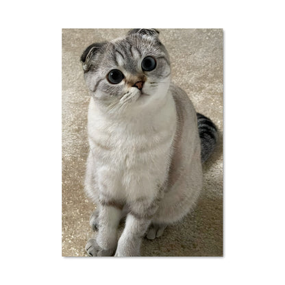 Poster Yeux de Scottish Fold
