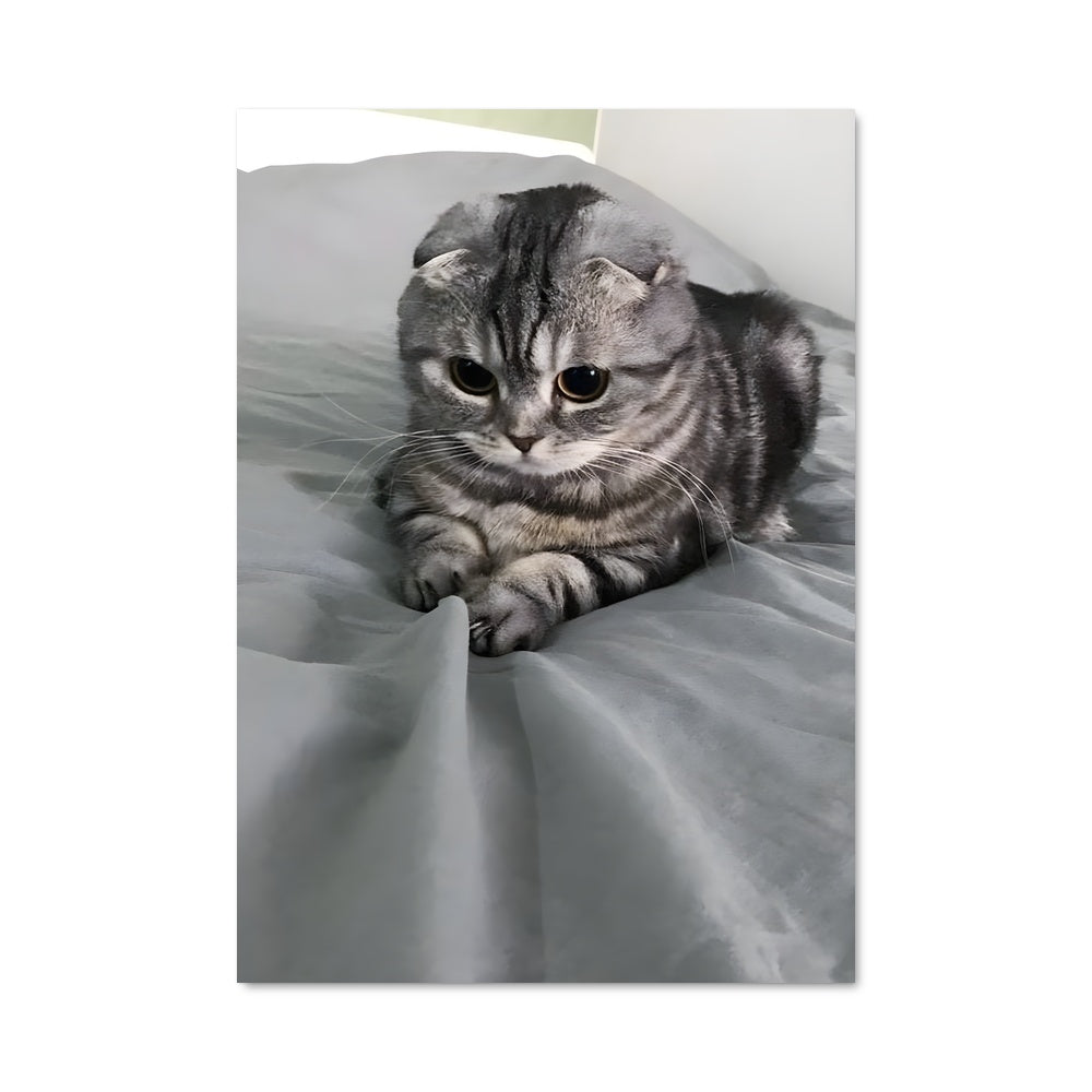 Poster Scottish fold 84766