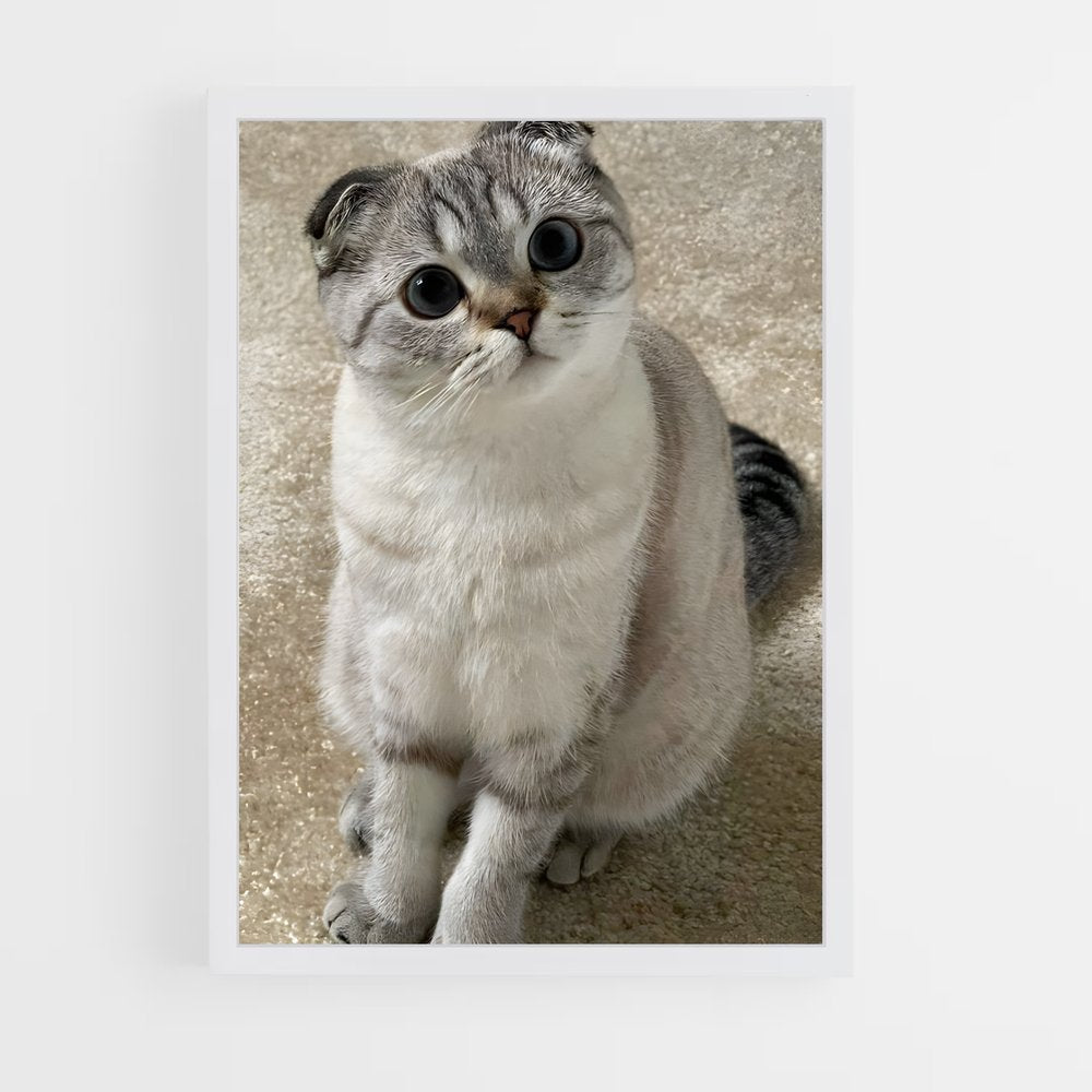 ap-scottish fold-1 cadre Blanc
