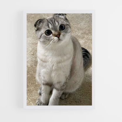 ap-scottish fold-1 cadre Blanc