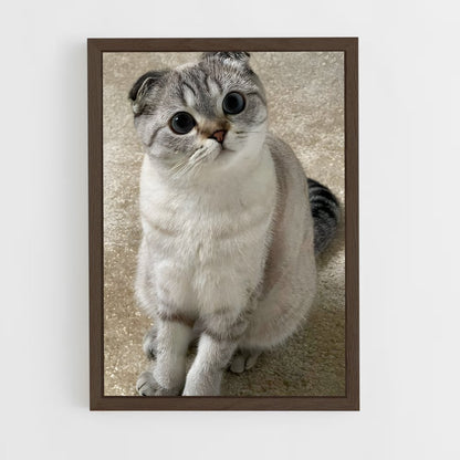 ap-scottish fold-1 cadre Bois foncé