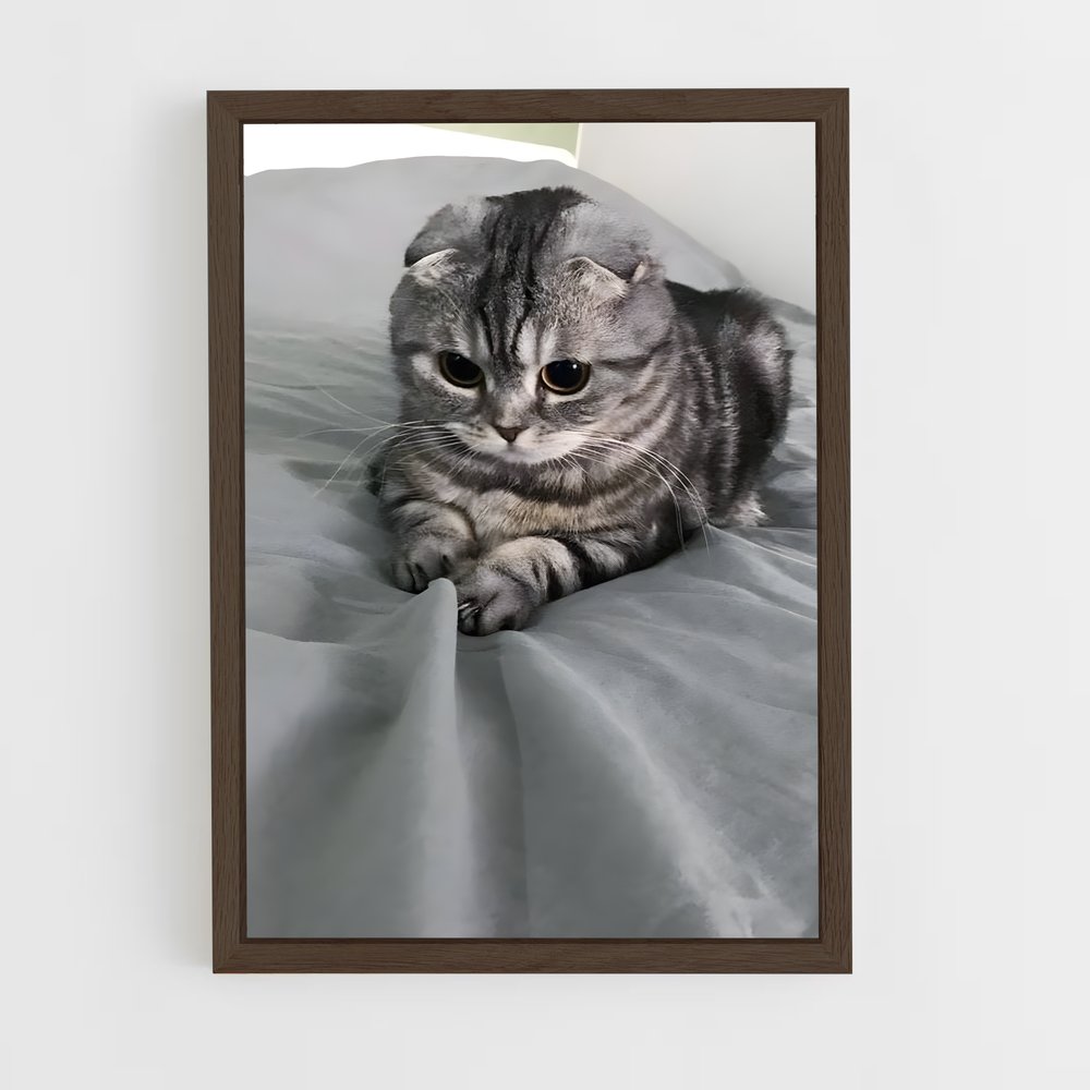 ap-scottish fold-2 cadre Bois foncé