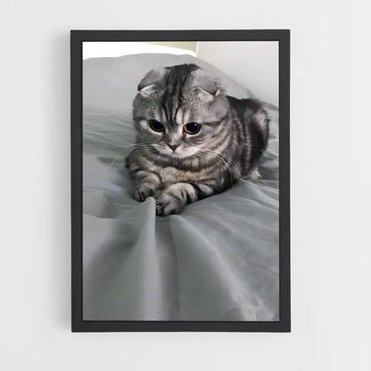 ap-scottish fold-2 cadre Noir