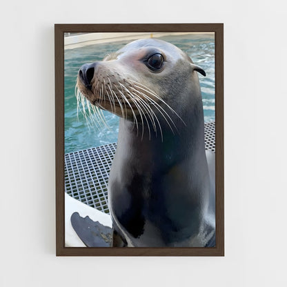 ap-sea lion-3 cadre Bois foncé
