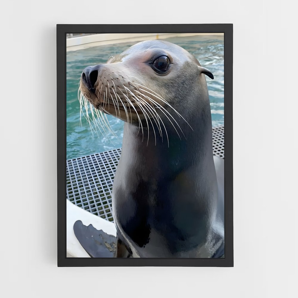 ap-sea lion-3 cadre Noir