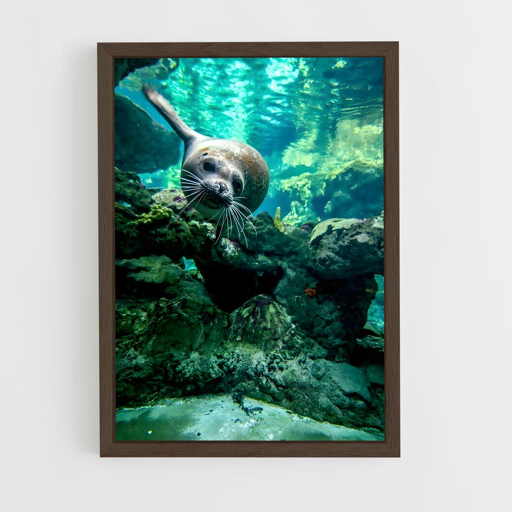 ap-sea lion-4 cadre Bois foncé