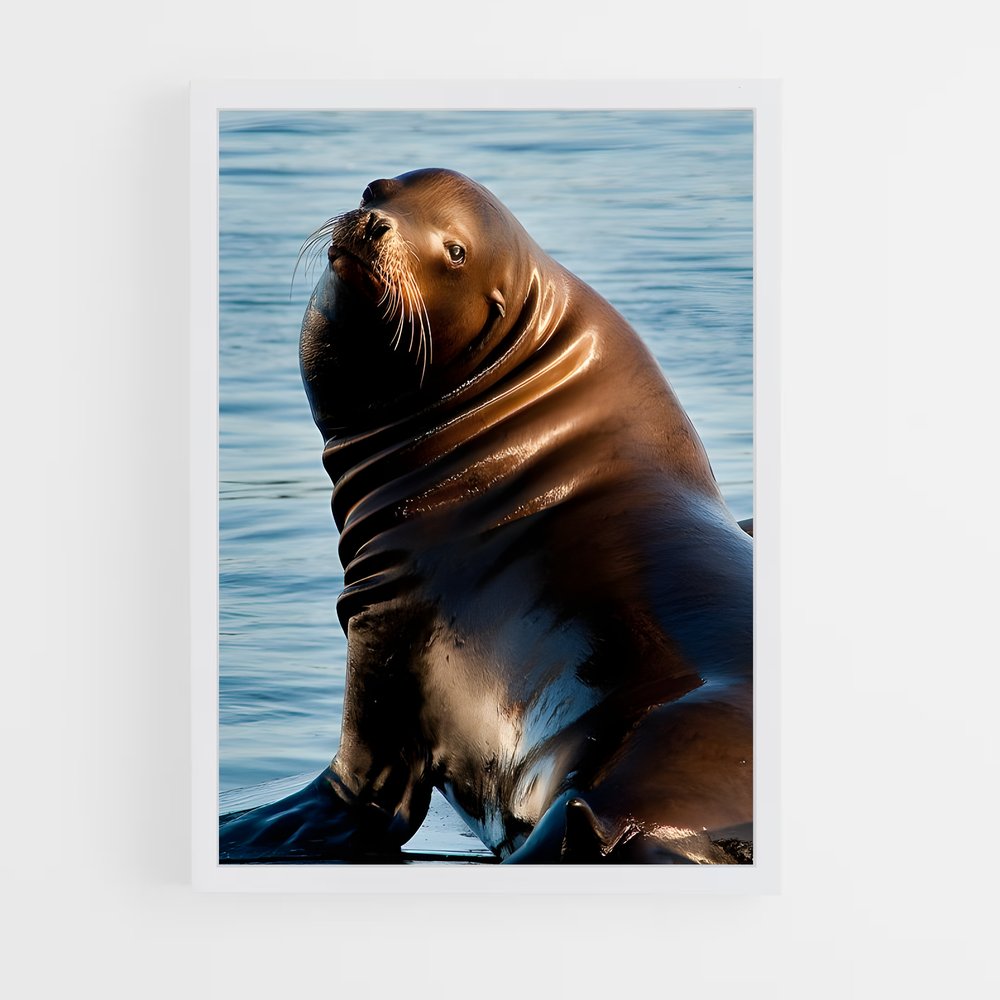 ap-sea lion-7 cadre Blanc