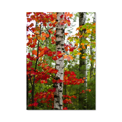 Poster Seasons 97584