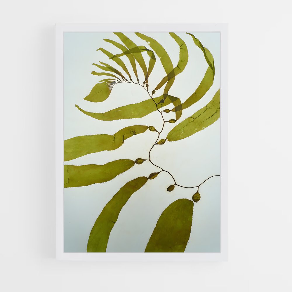 ap-seaweed-1 cadre Blanc