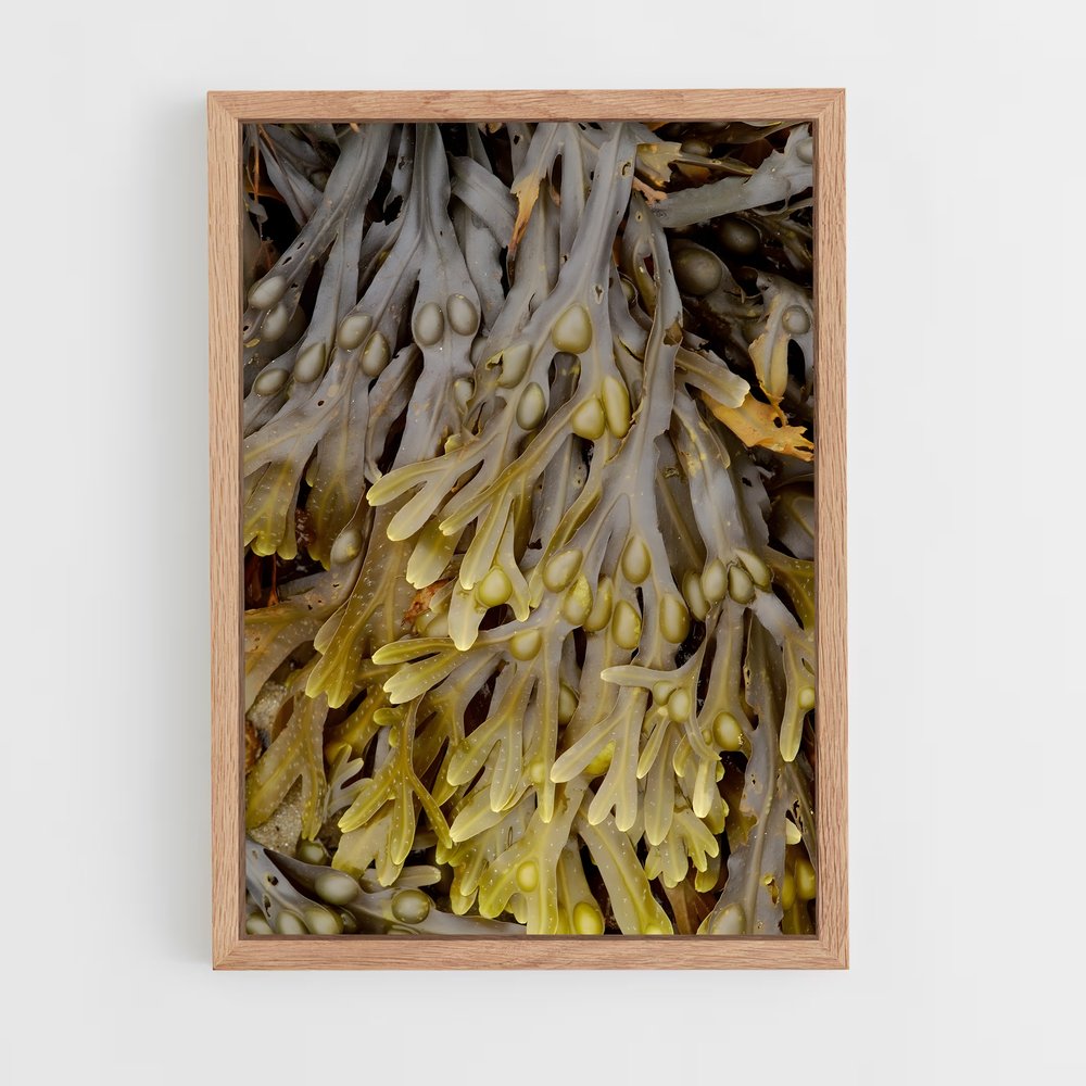 ap-seaweed-3 cadre Bois clair