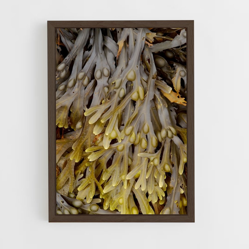 ap-seaweed-3 cadre Bois foncé