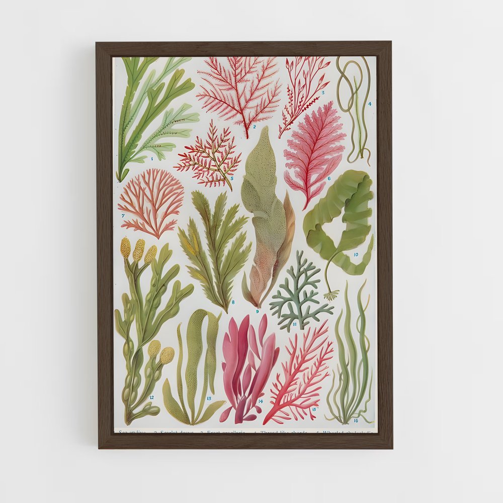 ap-seaweed-4 cadre Bois foncé