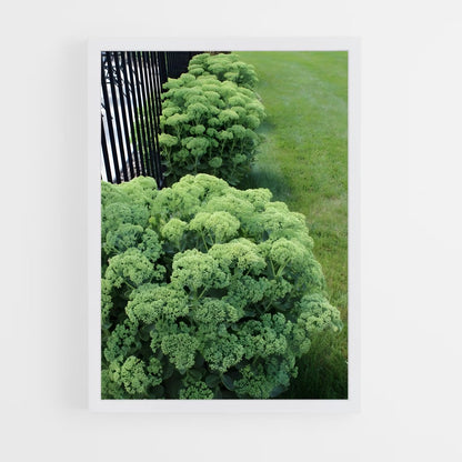 ap-sedum-1 cadre Blanc