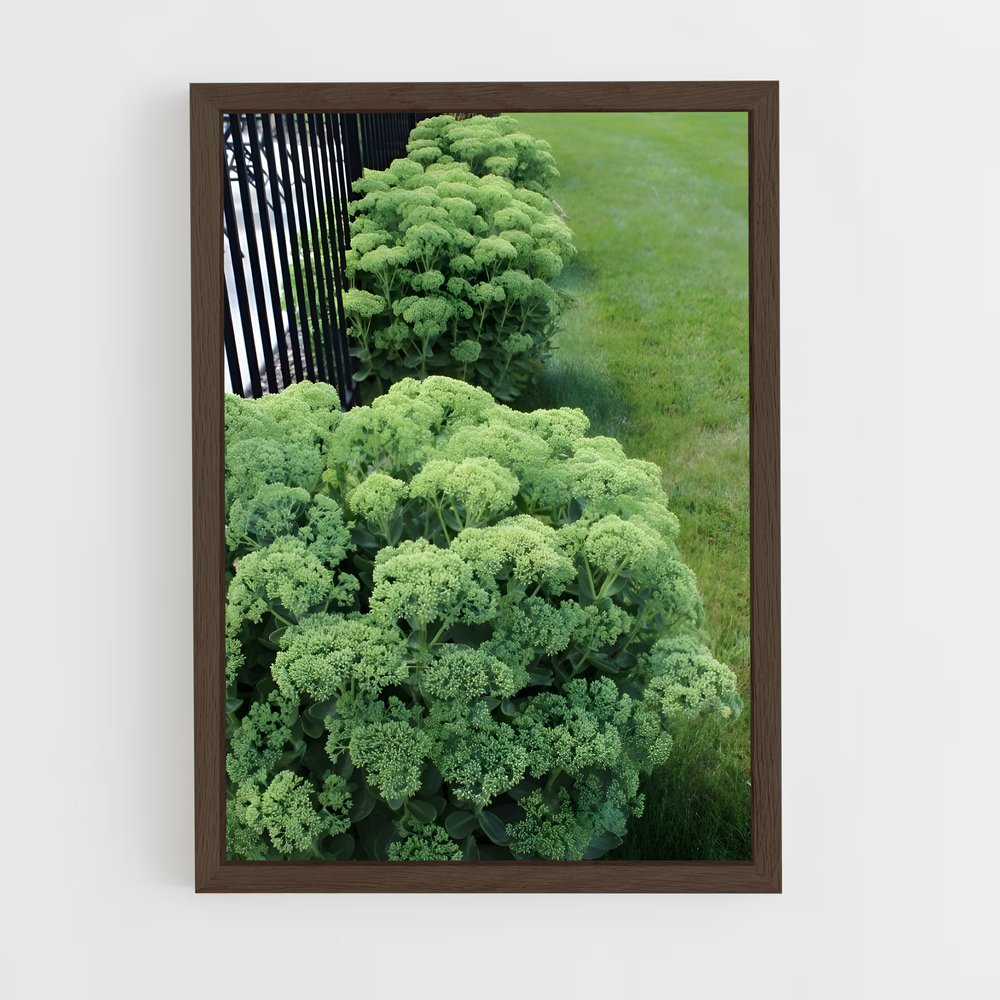 ap-sedum-1 cadre Bois foncé
