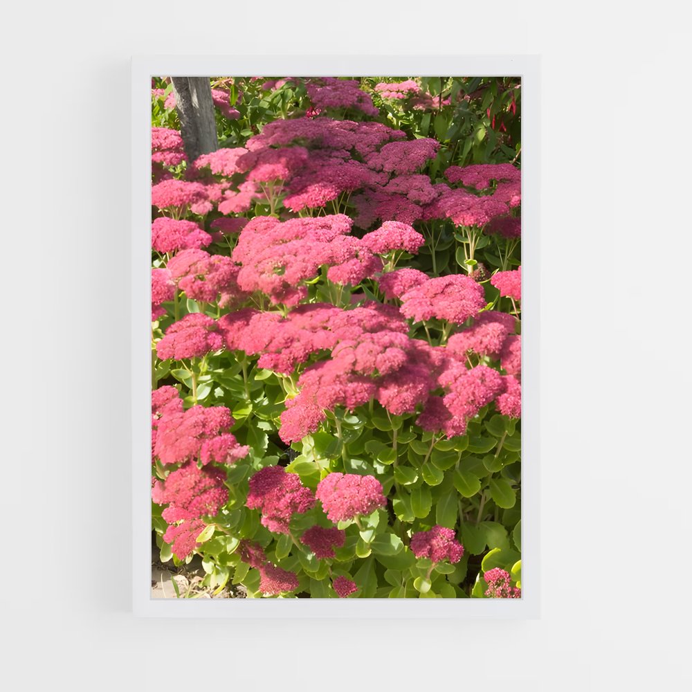 ap-sedum-3 cadre Blanc