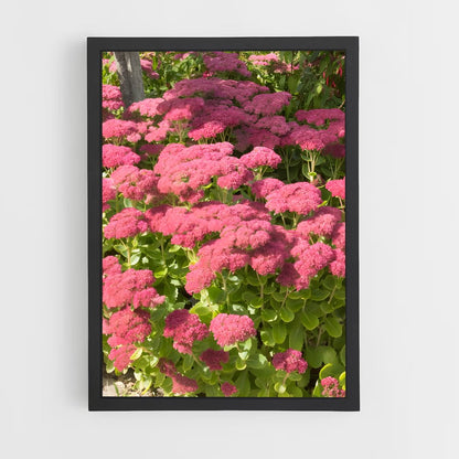 ap-sedum-3 cadre Noir