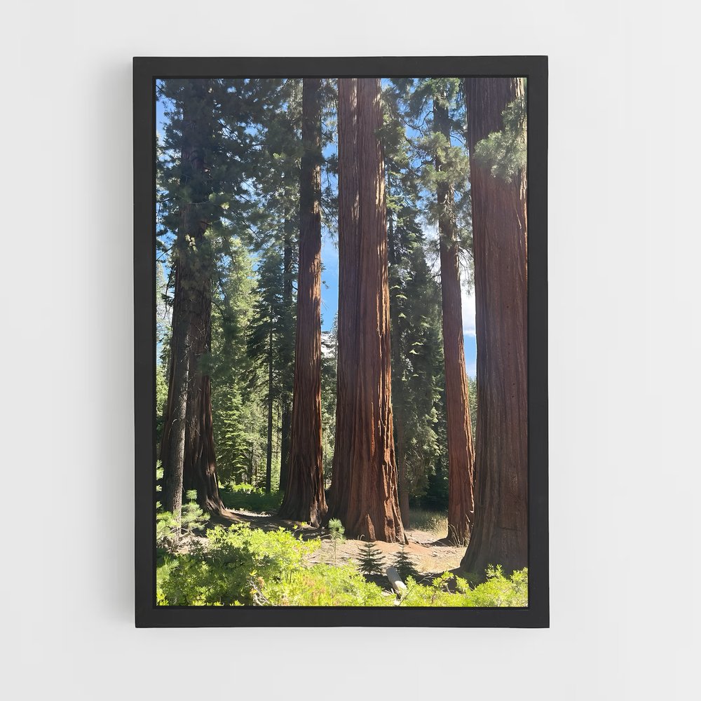 ap-sequoia-4 cadre Noir