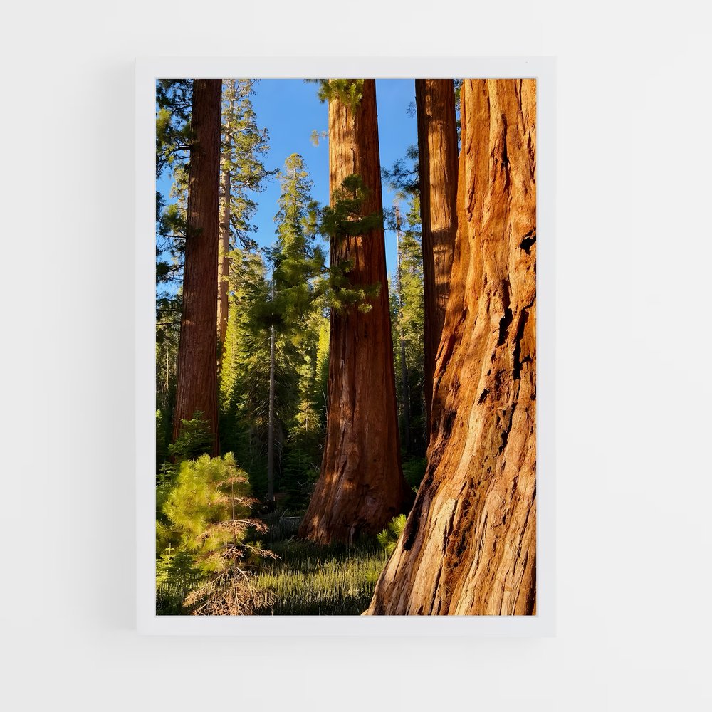 ap-sequoia-5 cadre Blanc
