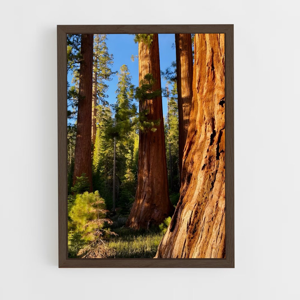 ap-sequoia-5 cadre Bois foncé