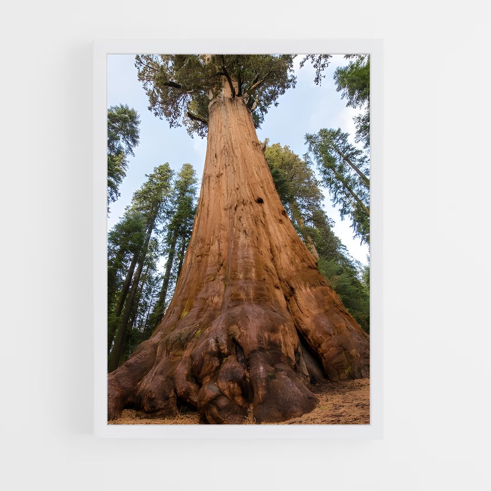 ap-sequoia-6 cadre Blanc