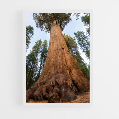 ap-sequoia-6 cadre Blanc