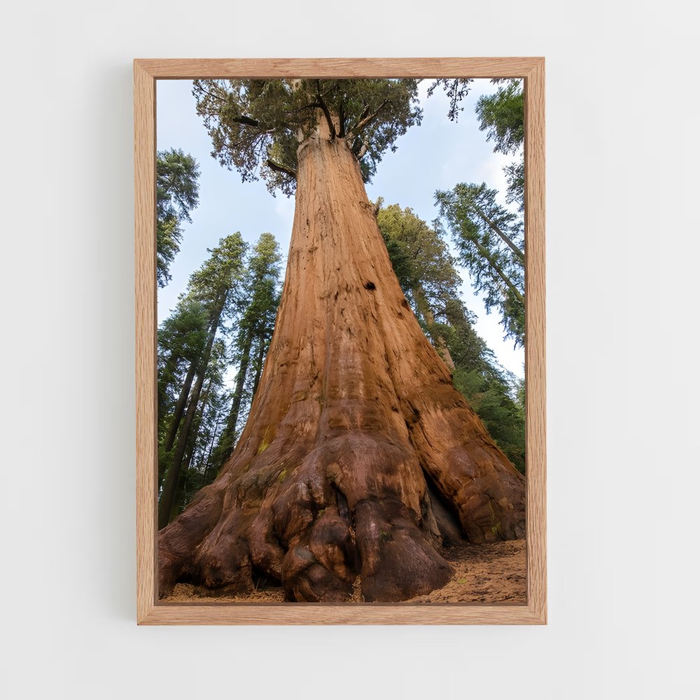 ap-sequoia-6 cadre Bois clair