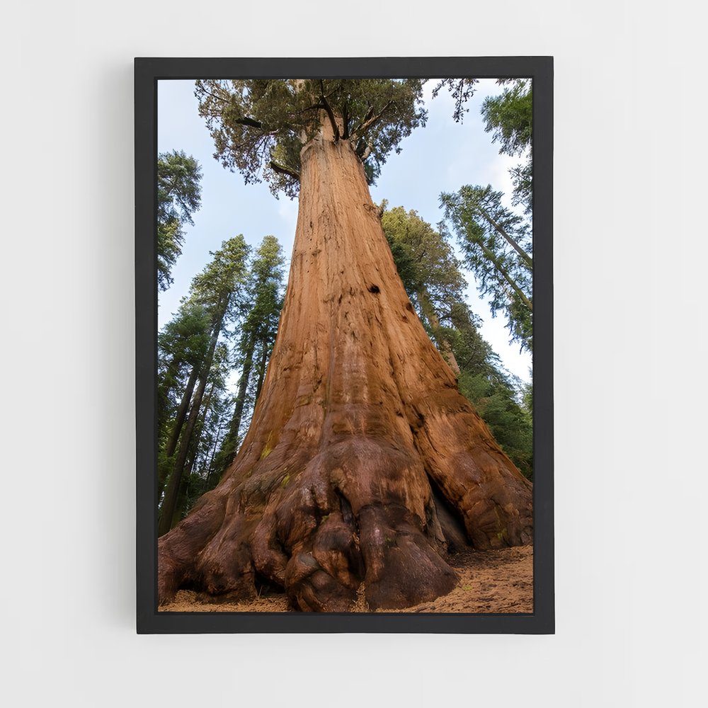 ap-sequoia-6 cadre Noir