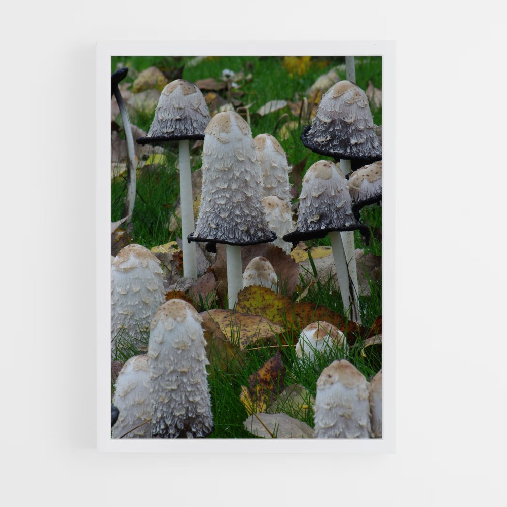 ap-shaggy ink cap-2 cadre Blanc