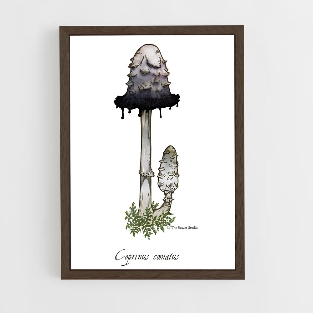 ap-shaggy ink cap-3 cadre Bois foncé