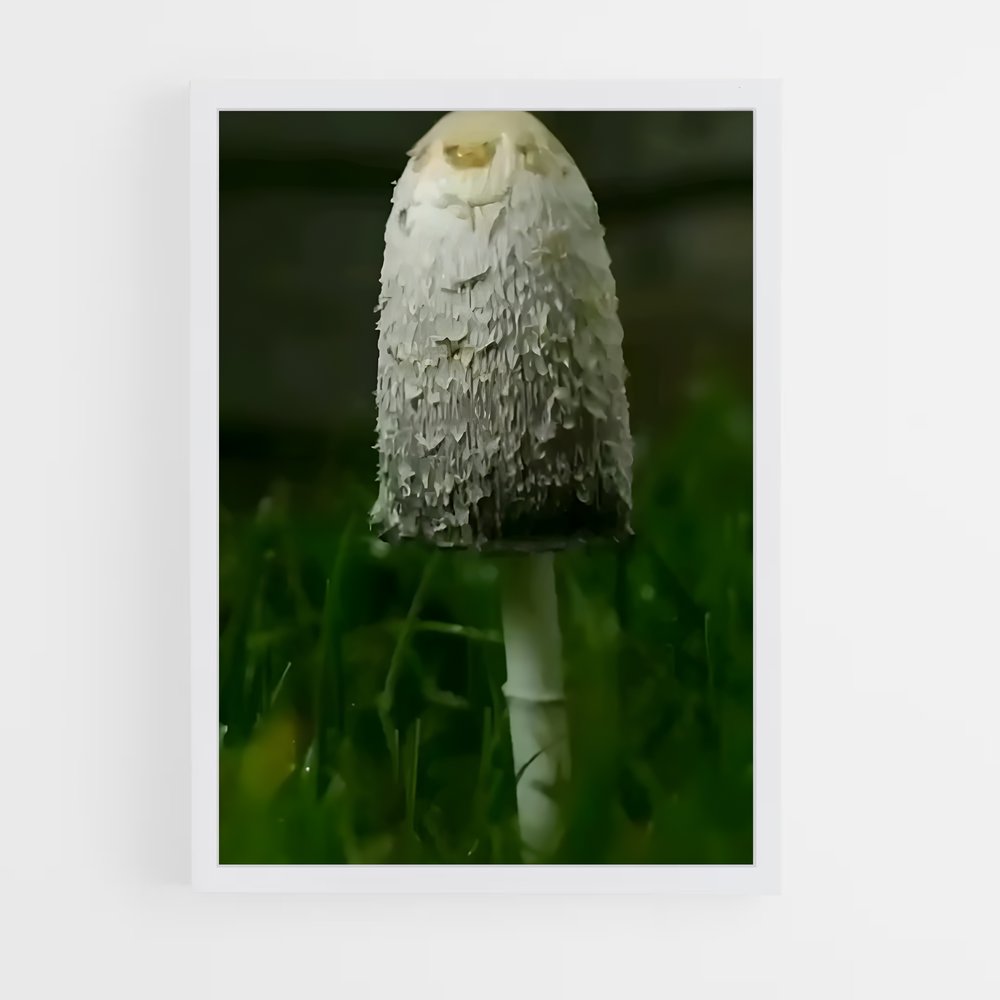 ap-shaggy mane-2 cadre Blanc
