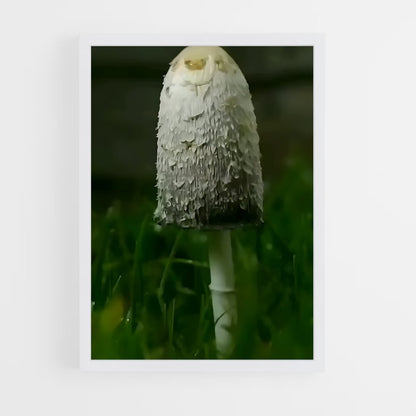 ap-shaggy mane-2 cadre Blanc