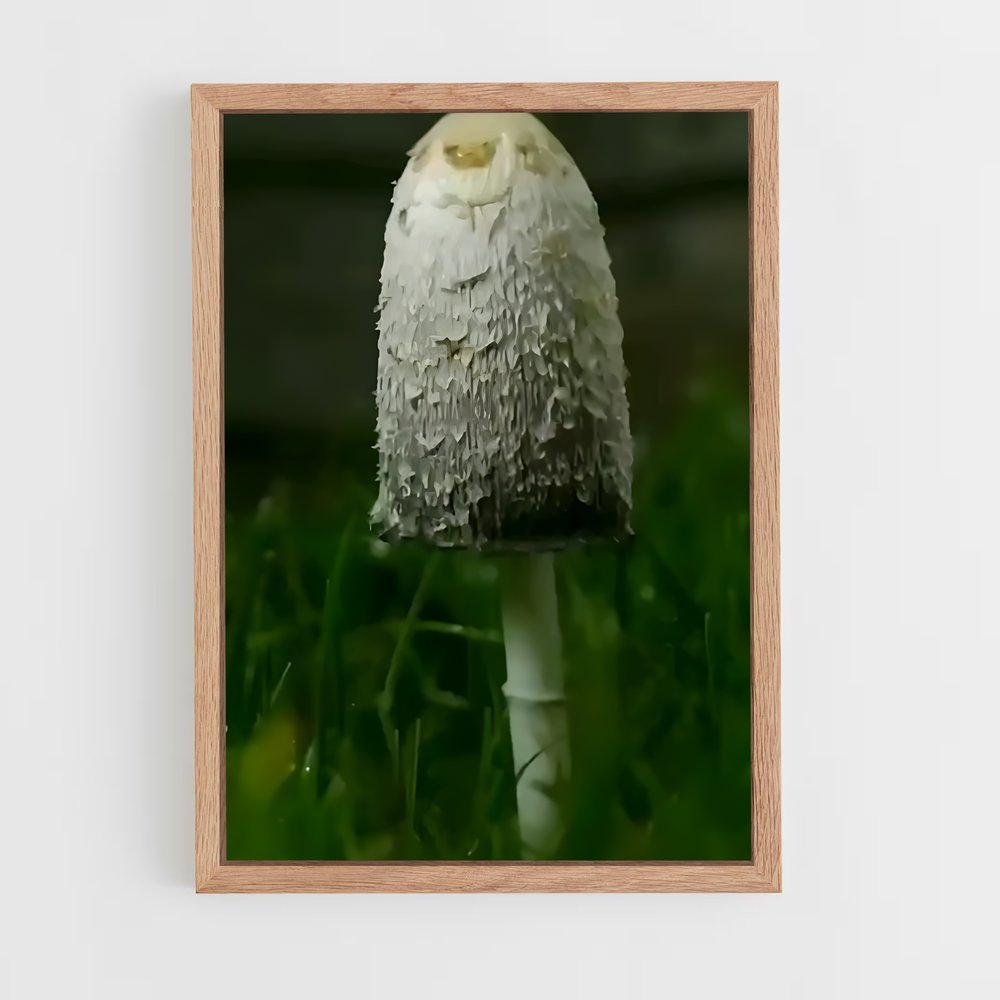 ap-shaggy mane-2 cadre Bois clair