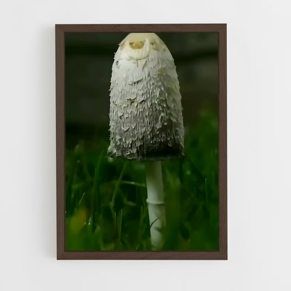 ap-shaggy mane-2 cadre Bois foncé