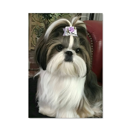 Poster Shih Tzu Chic