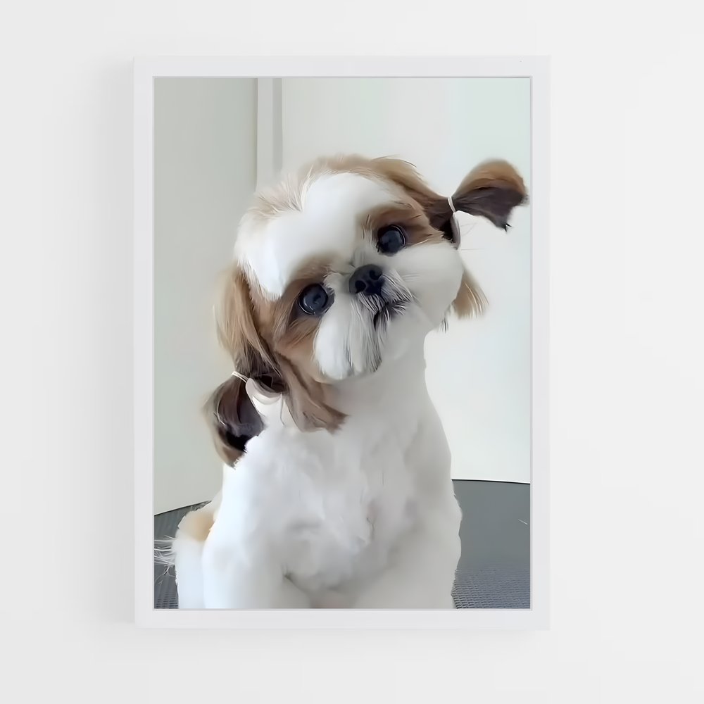 ap-shih tzu-4 cadre Blanc