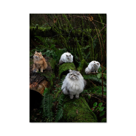 Poster Chats en Méditation