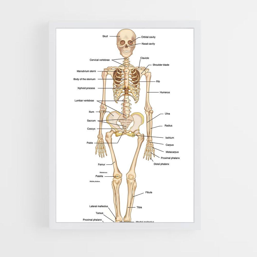 ap-skeleton-1 cadre Blanc