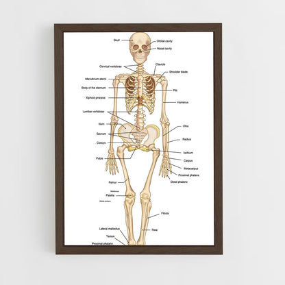 ap-skeleton-1 cadre Bois foncé