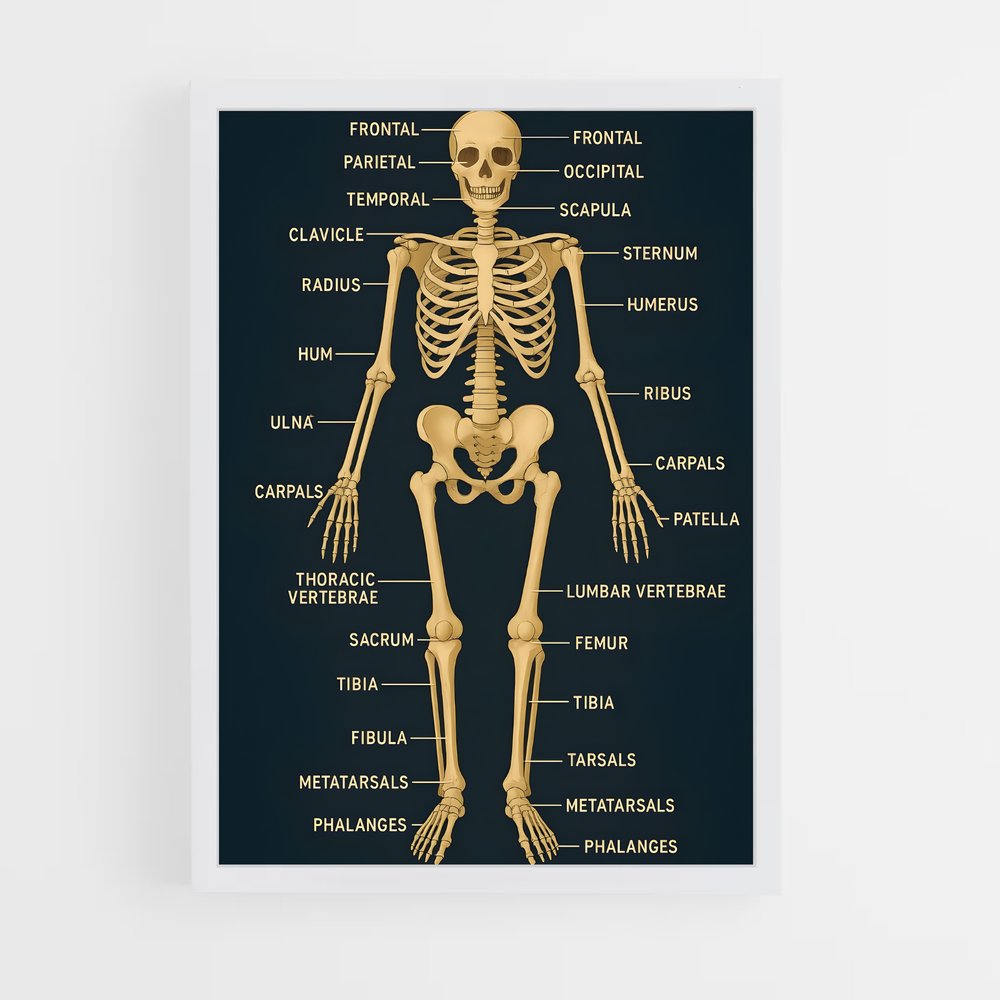 ap-skeleton-10 cadre Blanc