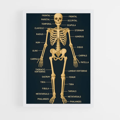 ap-skeleton-10 cadre Blanc